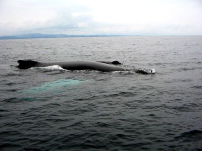 Ballena Jorobada Las Galeras Samaná